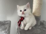 Libbie - Scottish Straight Kitten For Sale - Beaumont, CA, US