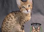 F4 Savannah Male Mew - Savannah Kitten For Sale - Warren, PA, US