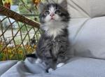 Kittens - Domestic Kitten For Sale - MA, US