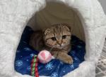 Scottish fold boy - Scottish Fold Kitten For Sale - Minneapolis, MN, US