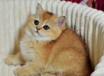 Simona British - British Shorthair Kitten For Sale - New York, NY, US