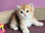 Nils British - British Shorthair Kitten For Sale - New York, NY, US