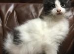 CTWBM ARKANSAS PAMPERED RAGDOLLS - Ragdoll Kitten For Sale - 