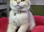 SaMWeLL - British Shorthair Kitten For Sale - 