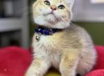 BoZZo - British Shorthair Kitten For Sale - Philadelphia, PA, US