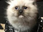 LTSM ARKANSAS PAMPERED RAGDOLLS - Ragdoll Kitten For Sale - 