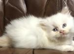 DLFM ARKANSAS PAMPERED RAGDOLLS - Ragdoll Kitten For Sale - 