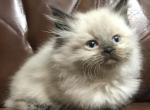 DLSM ARKANSAS PAMPERED RAGDOLLS - Ragdoll Kitten For Sale - 