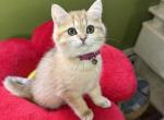 MiCA - British Shorthair Kitten For Sale - Philadelphia, PA, US