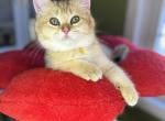 NoVA - British Shorthair Kitten For Sale - Philadelphia, PA, US