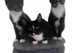 Three Male Kitties - American Shorthair Kitten For Sale - Las Vegas, NV, US