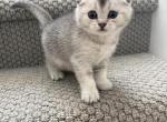 Smokey - Scottish Fold Kitten For Sale - 