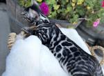 Cherry the Bengal - Bengal Kitten For Sale - 