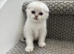 Hunter - Scottish Fold Kitten For Sale - 