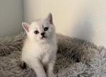 Mister - Scottish Straight Kitten For Sale - 