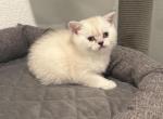 Missy - Scottish Straight Kitten For Sale - 