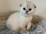 Luv - Scottish Fold Kitten For Sale - Roseville, CA, US