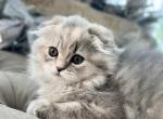 Scootttish Fold girl - Scottish Fold Kitten For Sale - Orlando, FL, US