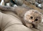 Scottish Fold - Scottish Fold Kitten For Sale - Orlando, FL, US