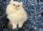 Oscar - British Shorthair Kitten For Sale - 