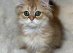 Scotish Straight Longhair - Scottish Straight Kitten For Sale - 