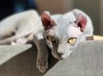 Vera - Sphynx Cat For Sale - Glen Burnie, MD, US