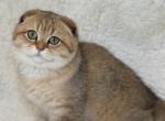 Scottish Kitty - Scottish Fold Kitten For Sale - 