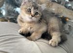 Girl SCOTTISH STRAIGHT - Scottish Straight Kitten For Sale - Orlando, FL, US