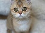 Ginger Scottish Kitty - Scottish Straight Kitten For Sale - 