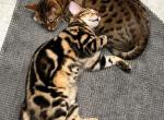 Shelby & Benny - Bengal Cat For Sale - Rancho Cucamonga, CA, US