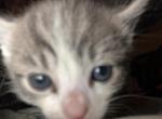 Pookie - American Shorthair Kitten For Sale - 