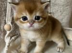 Scottish Straight Red Golden Female Kitten - Scottish Straight Kitten For Sale - 