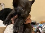 Midnight - American Shorthair Kitten For Sale - 