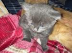 Ashly - American Shorthair Kitten For Sale - 