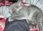 Smoky - American Shorthair Kitten For Sale - Runnemede, NJ, US