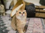 Coco - Scottish Fold Kitten For Sale - 