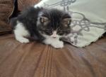 Cotton - Domestic Kitten For Sale - 