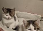 Litter of six - Domestic Kitten For Sale - 