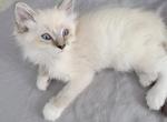 Male Ragdoll - Ragdoll Kitten For Sale - 