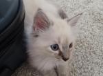 Female Ragdoll - Ragdoll Kitten For Sale - 