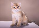 British Shorthair - British Shorthair Kitten For Sale/Service - 