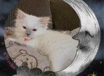 Copper Lilac Pointed Mitted Ragdoll - Ragdoll Kitten For Sale - Puyallup, WA, US