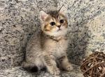 British Dark Golden Female - British Shorthair Kitten For Sale - 