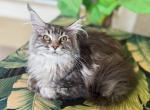 Maine Coon Silver Female - Maine Coon Kitten For Sale - Orlando, FL, US