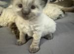 Orange - Balinese Kitten For Sale - Plainfield, IN, US