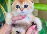 Scottish Fold Golden Male - Scottish Fold Kitten For Sale - Orlando, FL, US