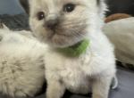 Green - Balinese Kitten For Sale - Plainfield, IN, US