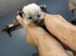 Gray - Balinese Kitten For Sale - Plainfield, IN, US