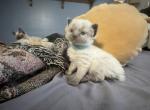 Blue - Balinese Kitten For Sale - Plainfield, IN, US