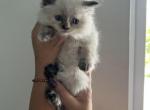 Gigi from Litter G - Siberian Kitten For Sale - North Port, FL, US